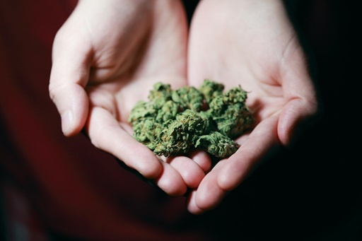 Cannabis Franchise in Michigan