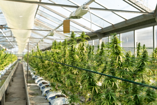 Best Dispensary in Detroit Best Dispensary in Detroit
