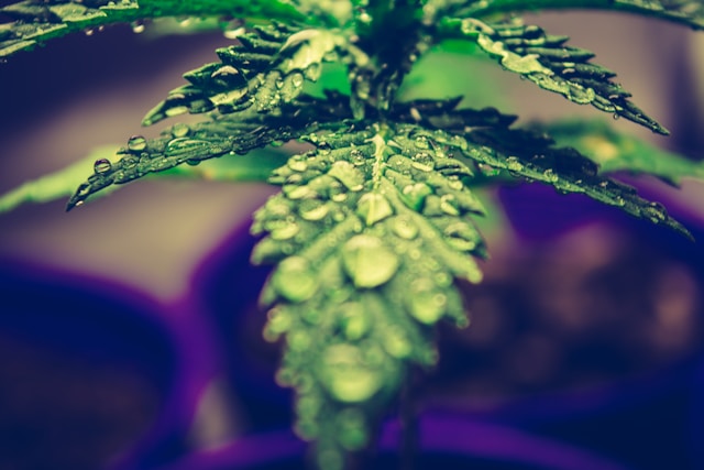 Cancer and Weed: What Research Tells Us Cancer and Weed: What Research Tells Us
