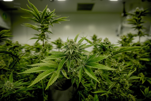 Guide to Vibe’s Michigan Dispensary Menu: Top Weed Deals Guide to Vibe’s Michigan Dispensary Menu: Top Weed Deals