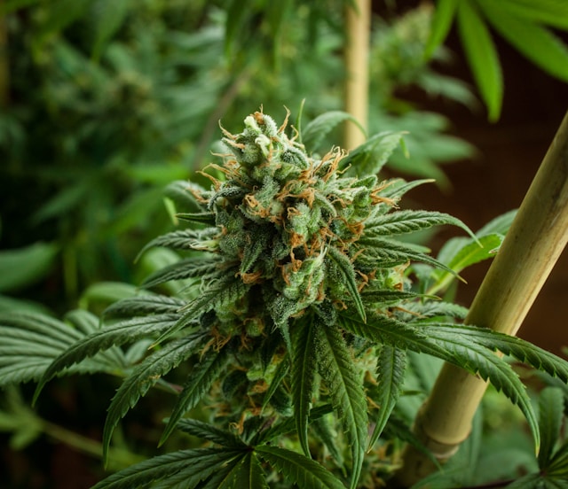 Guide to Vibe’s Michigan Dispensary Menu