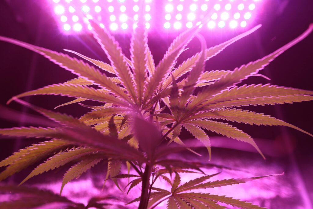 Vibe: High Quality Dispensaries in Buffalo, Michigan