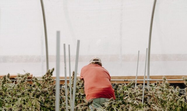 Vibe: Best Cannabis Dispensaries in Michigan