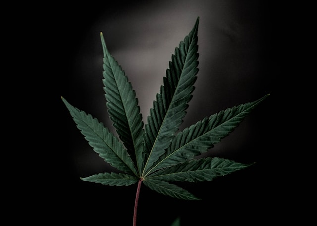 How to Visit Vibe Michigan Cannabis Dispensary How to Visit Vibe Michigan Cannabis Dispensary
