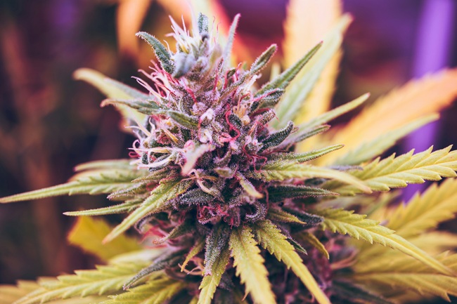 Your Destination for Pure and Premium Cannabis