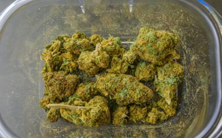 Crafting Marijuana Content: Vibe's Weed Blog