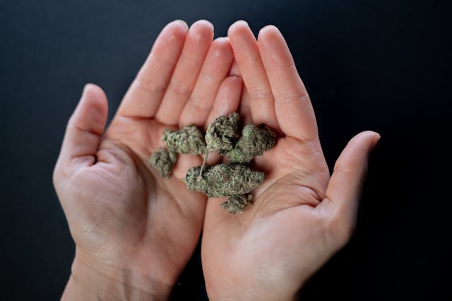 Crafting Marijuana Content: Vibe's Weed Blog Crafting Marijuana Content: Vibe's Weed Blog