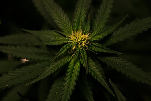 cannabis dispensaries near me in michigan cannabis dispensaries near me in michigan