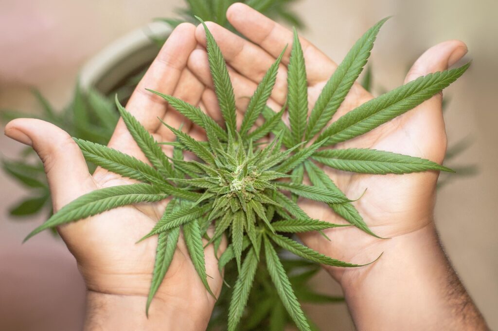Vibe: Top Michigan Dispensary in Ann Arbor