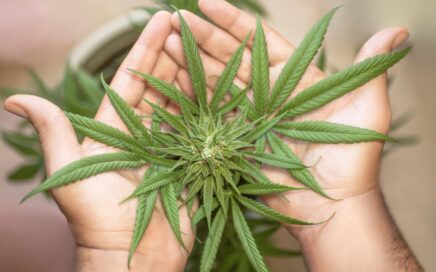Vibe: Top Michigan Dispensary in Ann Arbor