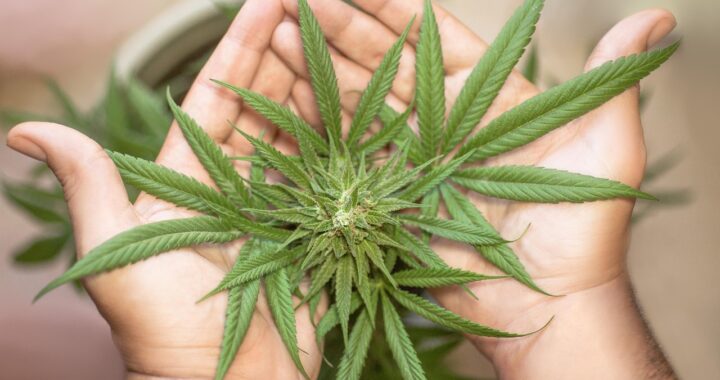 Vibe: Top Michigan Dispensary in Ann Arbor
