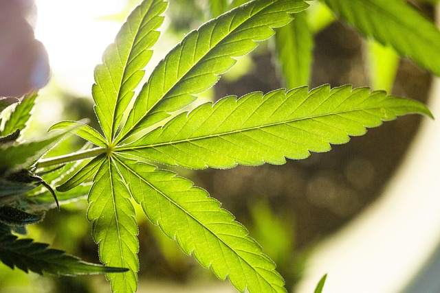 Vibe: Top Michigan Dispensary in Ann Arbor