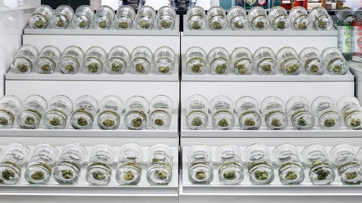 Exploring Vibe Michigan: Ultimate Guide to the Premier Dispensary Experience