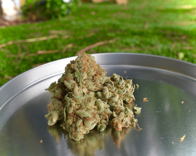 Vibe: The Best Dispensaries in Michigan