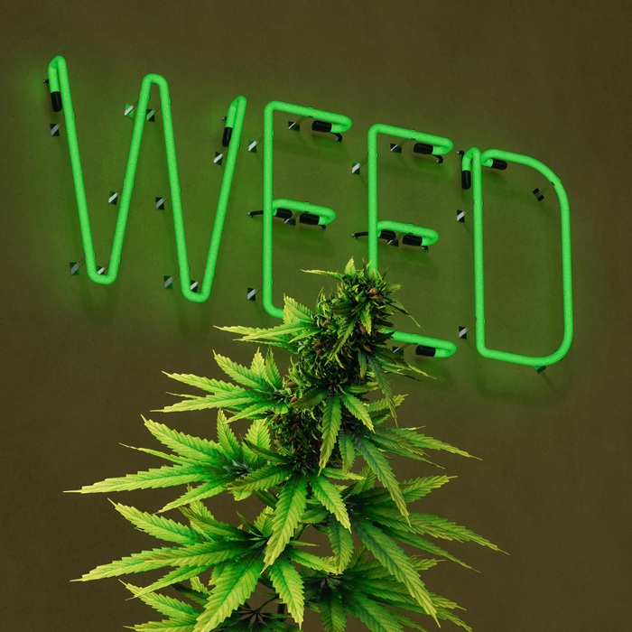 Vibe Weed dispensary Ann Arbor Location