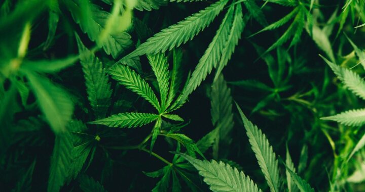 Vibe Best Weed Deals: A Complete Guide to Cheap Cannabis