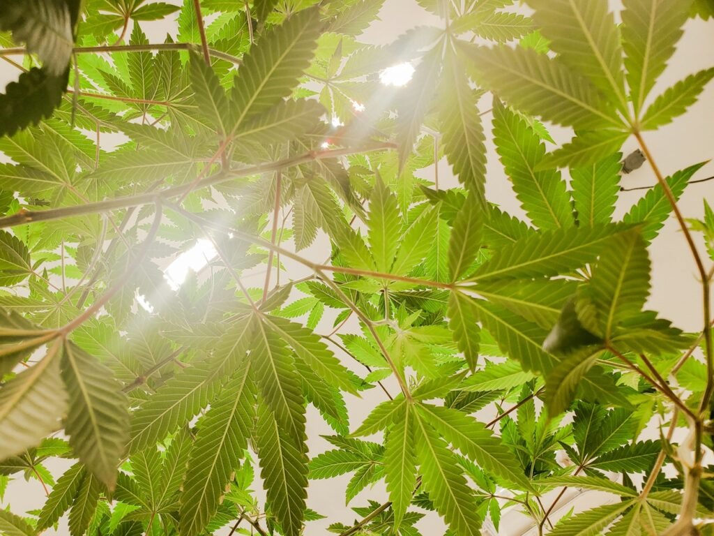 CBG vs CBD: Key Differences and Which One Is Right for You?