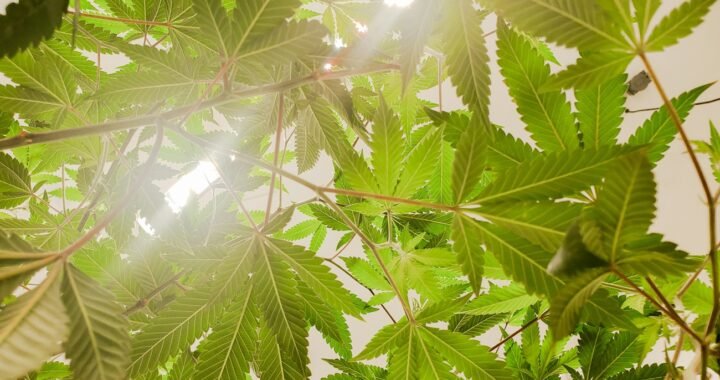 CBG vs CBD: Key Differences and Which One Is Right for You?