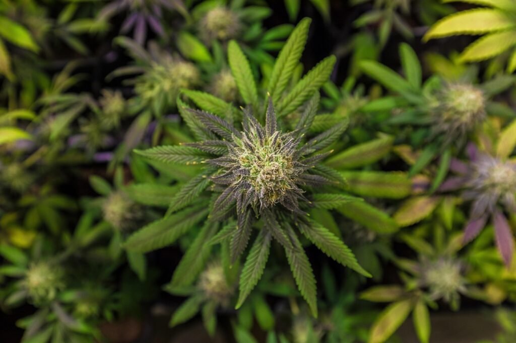 THCA vs THCP: Differences, Effects, Potency & More