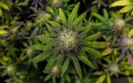 THCA vs THCP: Differences, Effects, Potency & More