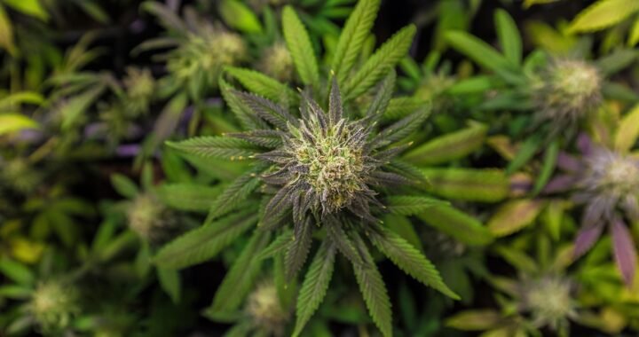 THCA vs THCP: Differences, Effects, Potency & More