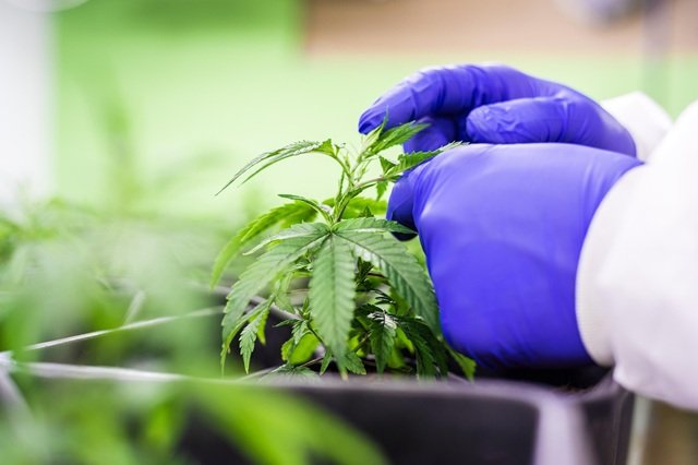 Researcher examining a cannabis plant