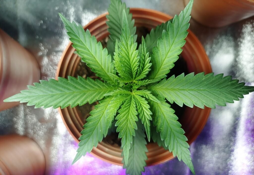 What Are Liquid Diamonds? A Beginner’s Cannabis Guide
