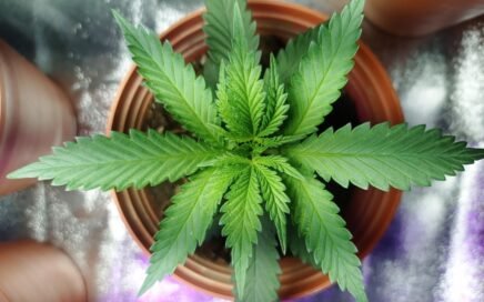 What Are Liquid Diamonds? A Beginner’s Cannabis Guide