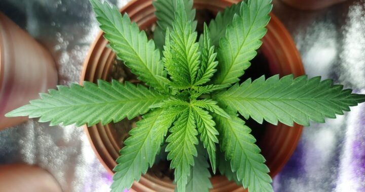 What Are Liquid Diamonds? A Beginner’s Cannabis Guide