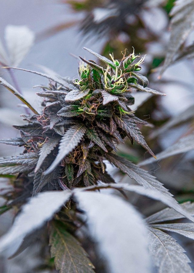 What Are Liquid Diamonds in Cannabis?